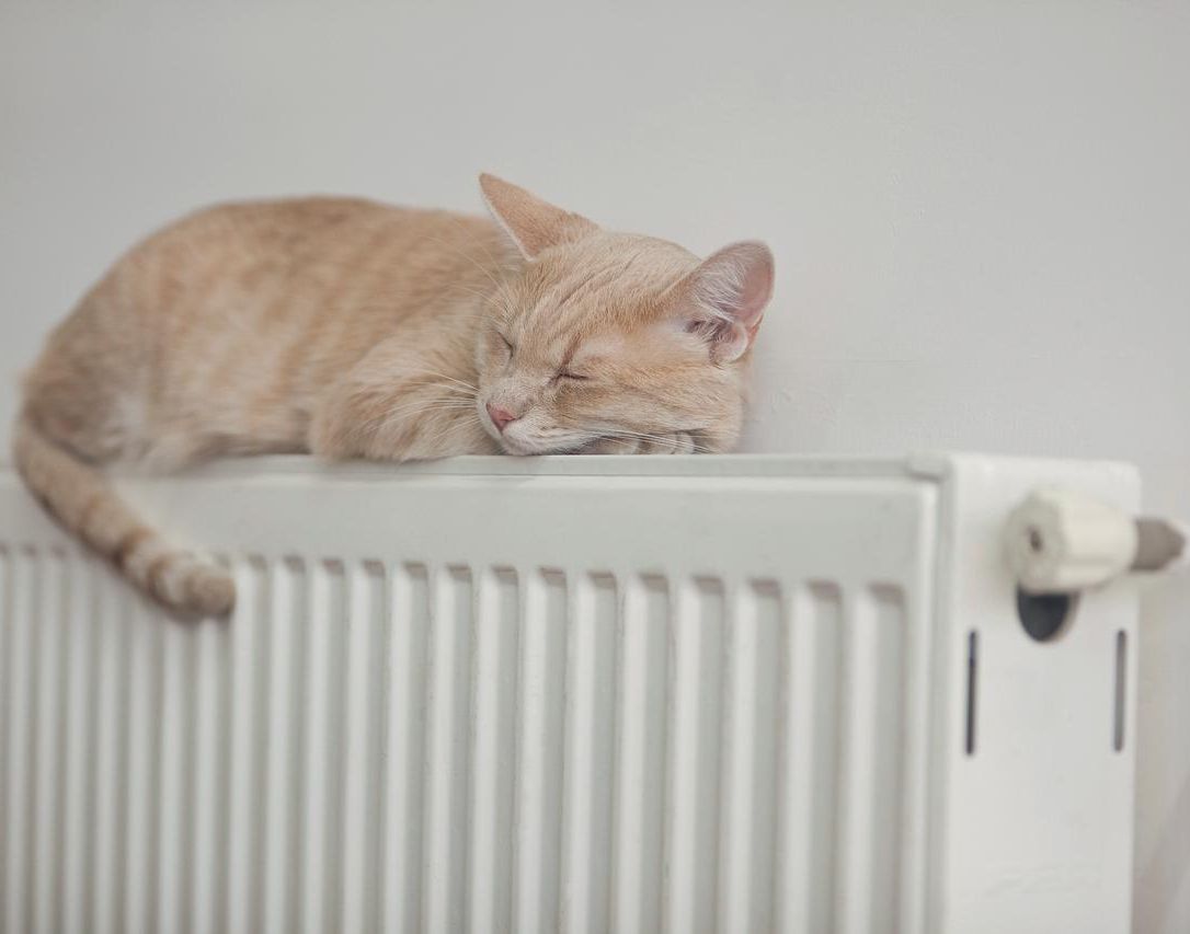 Katze Heizung Wärme Winter