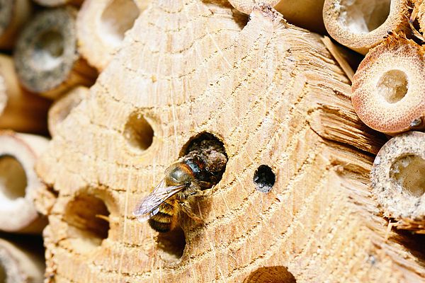 Insektenhotel für Bienen bauen, Alamy
