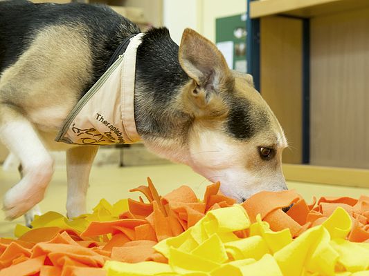 Schulhund Dario sucht ein Leckerli in der Schnüffeldecke. Sie besteht aus Spülmatten, an die die Schüler Fleecestreifen geknüpft haben