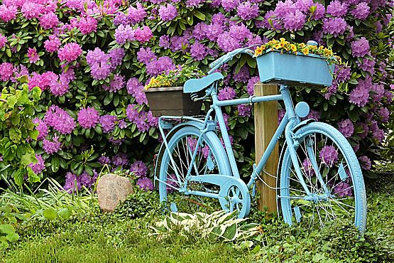 Äußerst hübsch anzusehen ist dieses frisch-türkis gestrichene Fahrrad vor dem pink blühenden Rhododendron. Es dient als ausgefallener Pflanzenhalter