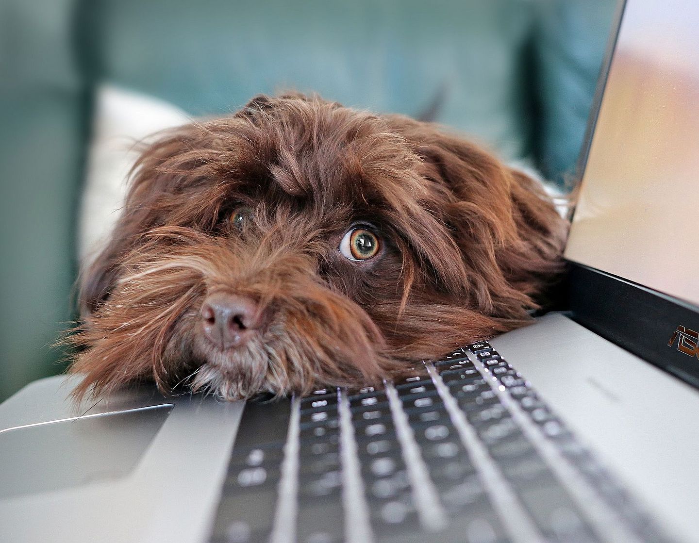 Hund Laptop Strom sparen